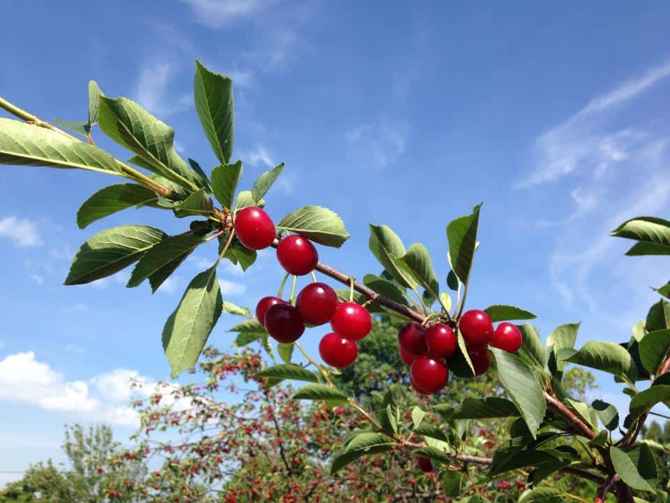 Cherries - Ephraim waterfront resort Ephraim Shores